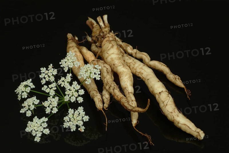 Vegetable, plant, food, agriculture, horticulture, root of the sugar root, Sisum sisarum, Sium, Skirret, ancient useful plant that was cultivated in Central Europe in the past, when sugar was still rare and expensive, because of its sweet root flesh
