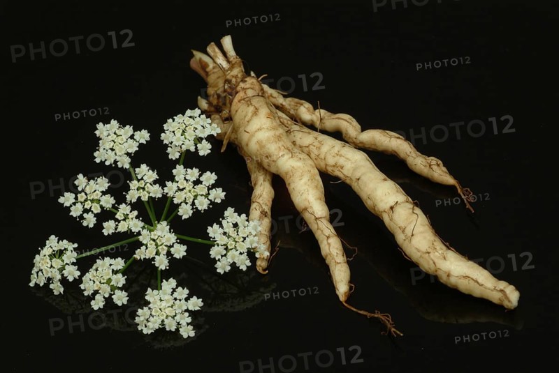 Vegetable, plant, food, agriculture, horticulture, root of the sugar root, Sisum sisarum, Sium, Skirret, ancient useful plant that was cultivated in Central Europe in the past, when sugar was still rare and expensive, because of its sweet root flesh
