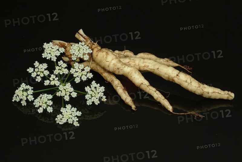 Vegetable, plant, food, agriculture, horticulture, root of the sugar root, Sisum sisarum, Sium, Skirret, ancient useful plant that was cultivated in Central Europe in the past, when sugar was still rare and expensive, because of its sweet root flesh