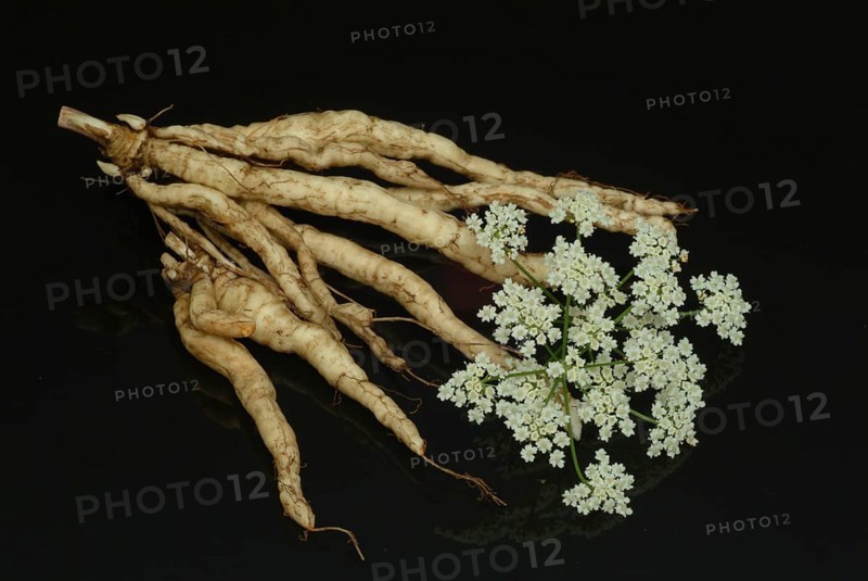 Vegetable, plant, food, agriculture, horticulture, root of the sugar root, Sisum sisarum, Sium, Skirret, ancient useful plant that was cultivated in Central Europe in the past, when sugar was still rare and expensive, because of its sweet root flesh