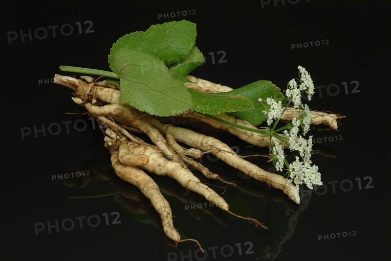 Vegetable, plant, food, agriculture, horticulture, root of the sugar root, Sisum sisarum, Sium, Skirret, ancient useful plant that was cultivated in Central Europe in the past, when sugar was still rare and expensive, because of its sweet root flesh