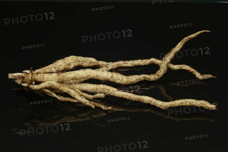 Vegetable, plant, food, agriculture, horticulture, root of the sugar root, Sisum sisarum, Sium, Skirret, ancient useful plant that was cultivated in Central Europe in the past, when sugar was still rare and expensive, because of its sweet root flesh