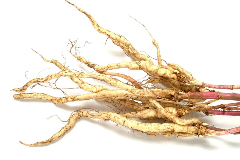 Vegetable, plant, food, agriculture, horticulture, root of the sugar root, Sisum sisarum, Sium, Skirret, ancient useful plant that was cultivated in Central Europe in the past, when sugar was still rare and expensive, because of its sweet root flesh