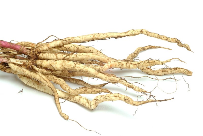 Vegetable, plant, food, agriculture, horticulture, root of the sugar root, Sisum sisarum, Sium, Skirret, ancient useful plant that was cultivated in Central Europe in the past, when sugar was still rare and expensive, because of its sweet root flesh