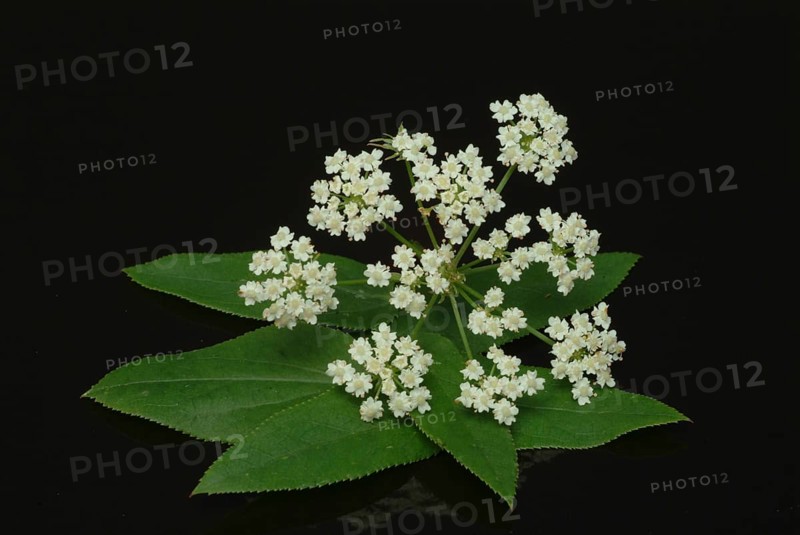 Vegetable, plant, food, agriculture, horticulture, flower of the sugar root, Sisum sisarum, Sium, Skirret, ancient useful plant that was cultivated in Central Europe in the past, when sugar was still rare and expensive, because of its sweet root flesh