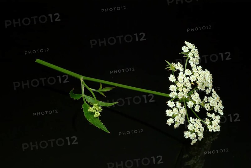 Vegetable, plant, food, agriculture, horticulture, flower and leaf of the sugar root, Sisum sisarum, Sium, Skirret, ancient useful plant that was cultivated in Central Europe in the past, when sugar was still rare and expensive, because of its sweet root flesh