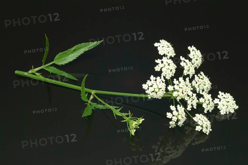 Vegetable, plant, food, agriculture, horticulture, flower and leaf of the sugar root, Sisum sisarum, Sium, Skirret, ancient useful plant that was cultivated in Central Europe in the past, when sugar was still rare and expensive, because of its sweet root flesh