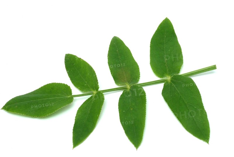 Vegetable, plant, food, agriculture, horticulture, leaf of the sugar root, Sisum sisarum, Sium, Skirret, ancient useful plant that was cultivated in Central Europe in the past, when sugar was still rare and expensive, because of its sweet root flesh