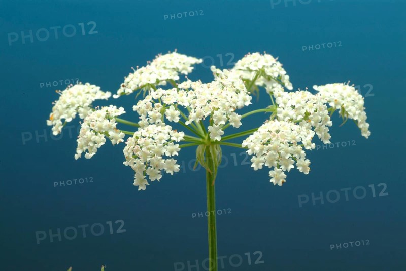Vegetable, plant, food, agriculture, horticulture, sugar root, Sisum sisarum, Sium, Skirret, ancient useful plant that was cultivated in Central Europe in the past, when sugar was still rare and expensive, because of its sweet root flesh