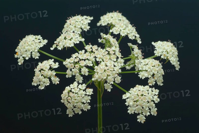 Vegetable, plant, food, agriculture, horticulture, sugar root, Sisum sisarum, Sium, Skirret, ancient useful plant that was cultivated in Central Europe in the past, when sugar was still rare and expensive, because of its sweet root flesh