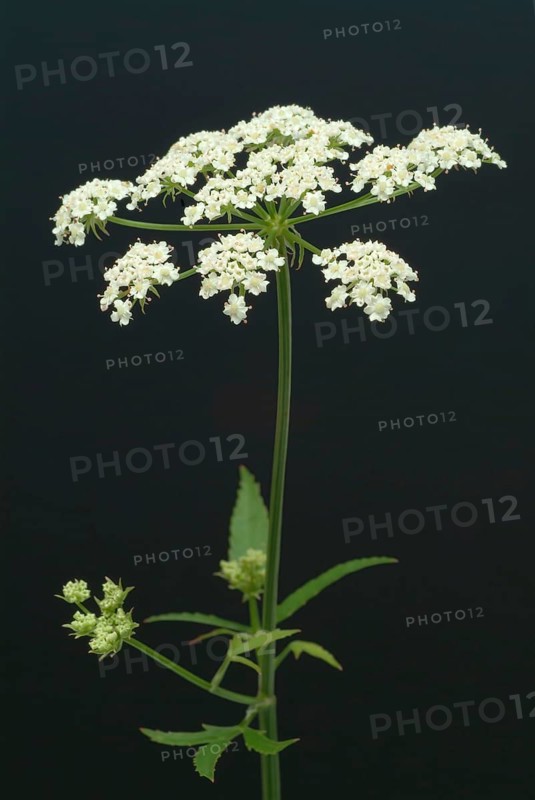 Vegetable, plant, food, agriculture, horticulture, sugar root, Sisum sisarum, Sium, Skirret, ancient useful plant that was cultivated in Central Europe in the past, when sugar was still rare and expensive, because of its sweet root flesh