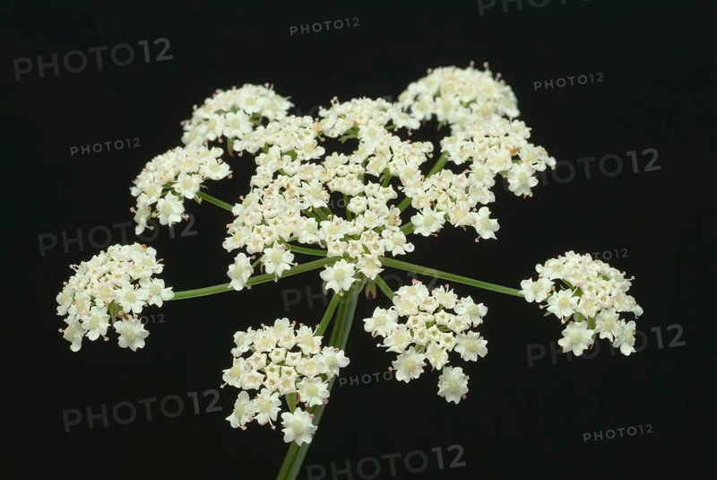 Vegetable, plant, food, agriculture, horticulture, sugar root, Sisum sisarum, Sium, Skirret, ancient useful plant that was cultivated in Central Europe in the past, when sugar was still rare and expensive, because of its sweet root flesh