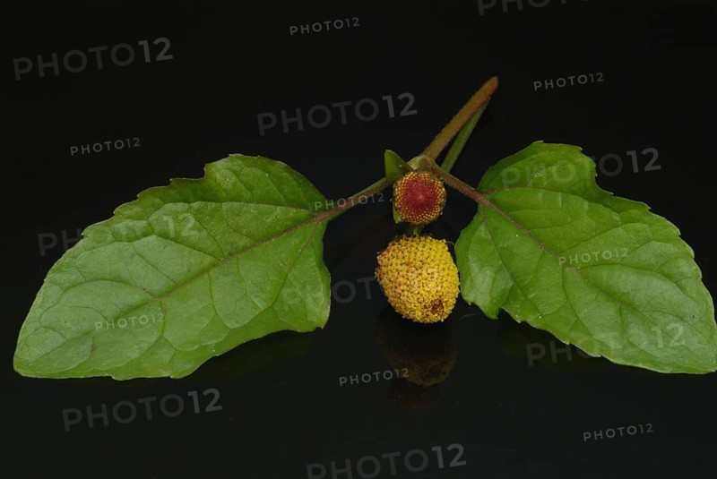 Food, Lettuce, Medicinal plant, Paracress, Jambu, Acmella oleracea