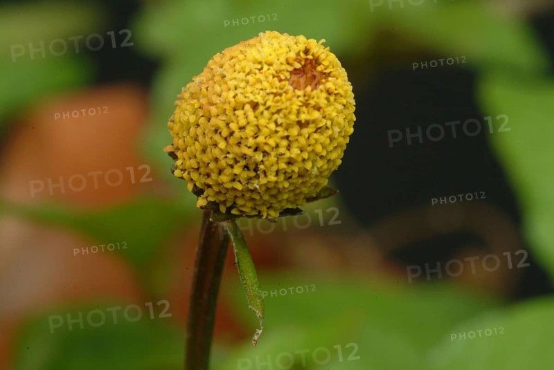 Food, Lettuce, Medicinal plant, Paracress, Jambu, Acmella oleracea