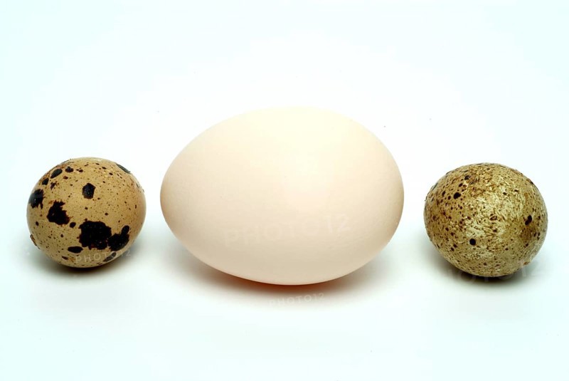 Food, quail eggs, cracked egg of the quail, Coturnix coturnix, compared to a hen's egg