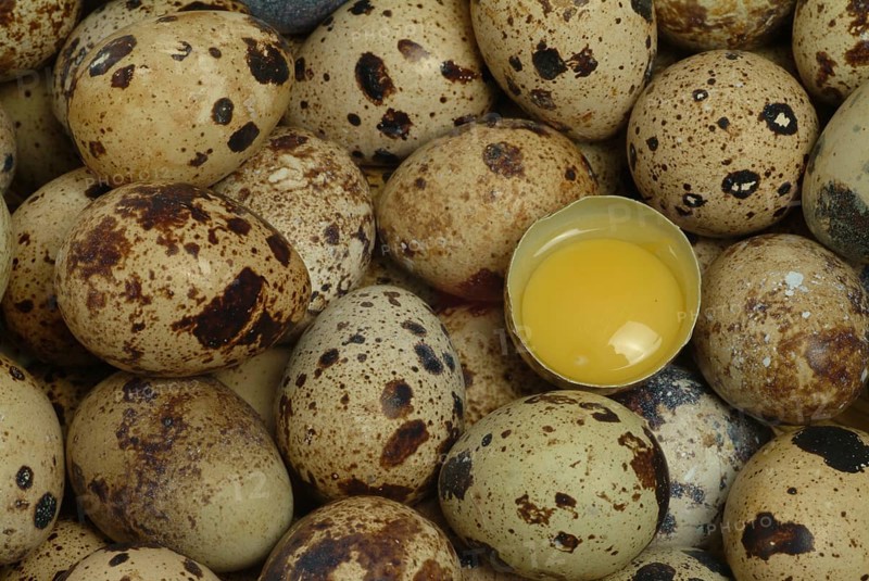 Food, quail eggs, cracked quail egg, Coturnix coturnix