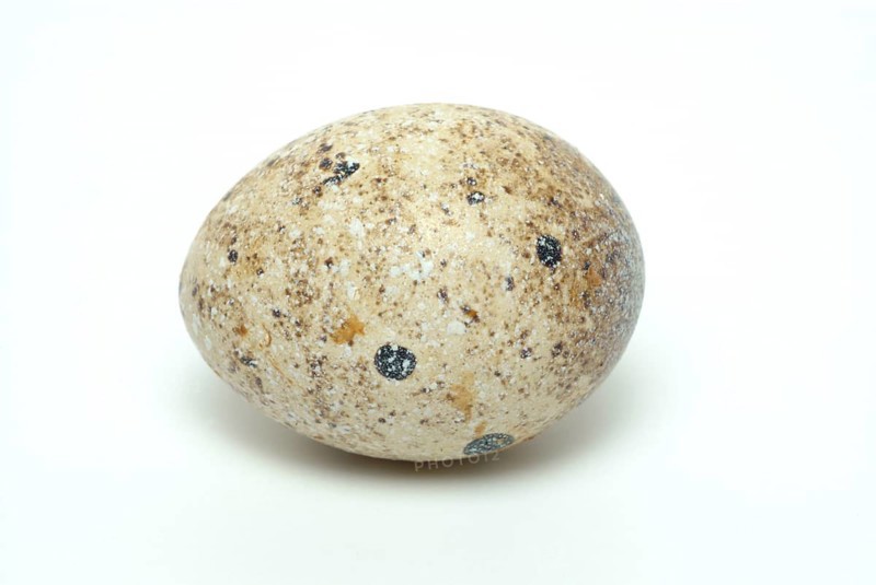 Food, quail eggs, cracked quail egg, Coturnix coturnix