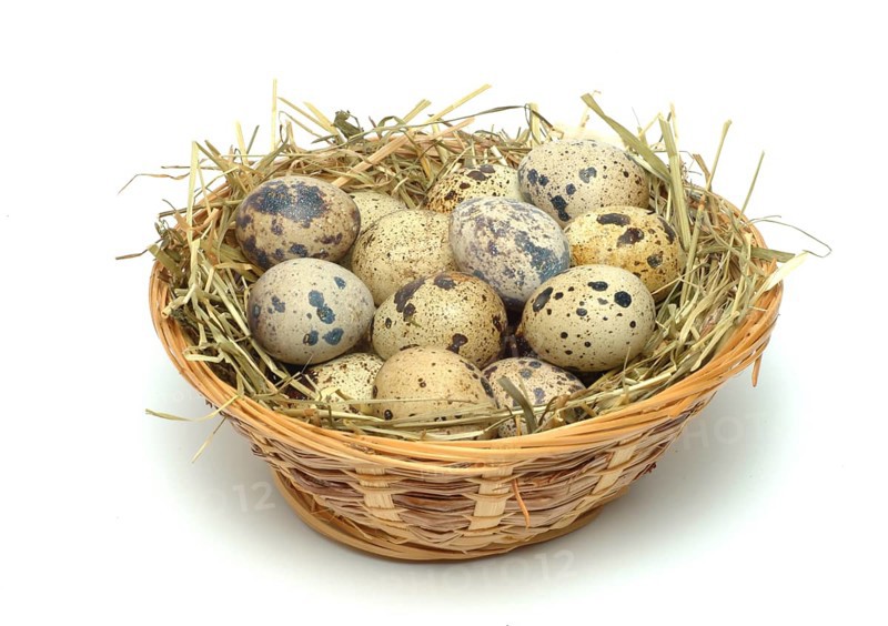Food, quail eggs, cracked quail egg, Coturnix coturnix
