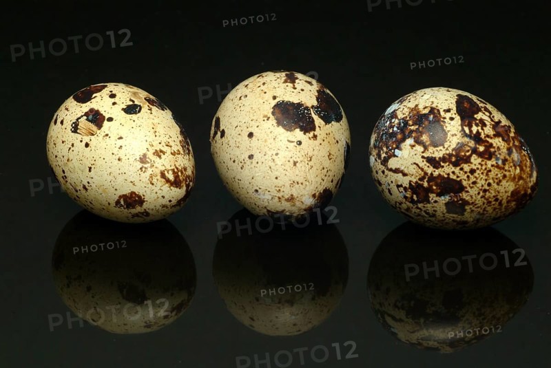 Food, quail eggs, cracked quail egg, Coturnix coturnix