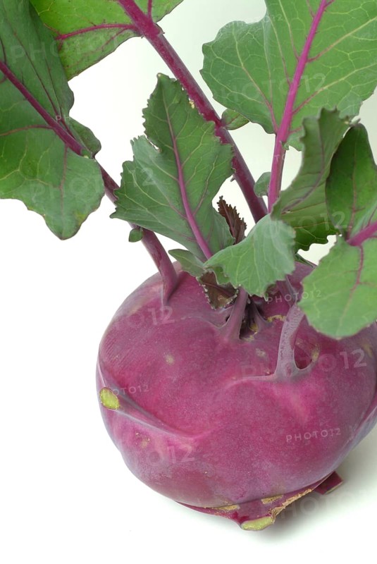 Vegetable, garden plant, blue kohlrabi, Brassica oleracea var. gongylodes