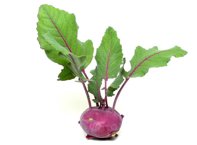 Vegetable, garden plant, blue kohlrabi, Brassica oleracea var. gongylodes
