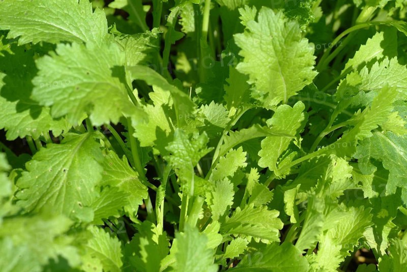 Food, vegetables, Asian mustard lettuce in the garden bed