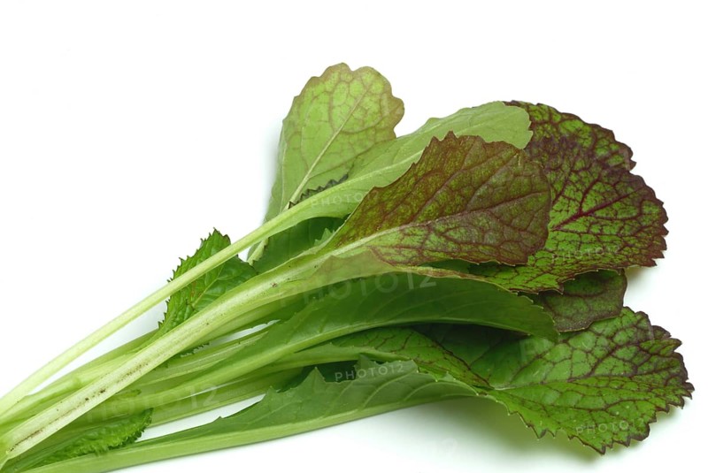 Salat, Gemüse, Rohkoste, Rote Senfsprossen, Brassica juncea / Senfgras, Blattsenf, Indischer Senf, Gemüse, Salat, Rohkost, Brassica juncea, Senape indiana