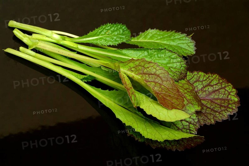 Salat, Gemüse, Rohkoste, Rote Senfsprossen, Brassica juncea / Senfgras, Blattsenf, Indischer Senf, Gemüse, Salat, Rohkost, Brassica juncea, Senape indiana