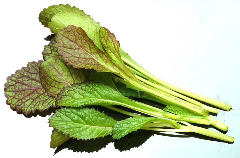 Salat, Gemüse, Rohkoste, Rote Senfsprossen, Brassica juncea / Senfgras, Blattsenf, Indischer Senf, Gemüse, Salat, Rohkost, Brassica juncea, Senape indiana