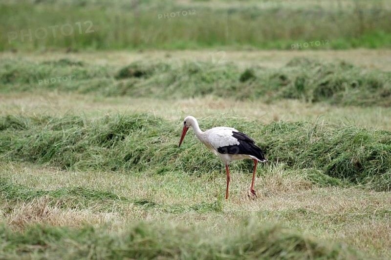 White stork (Ciconia ciconia), Bird, Meadow, A stork searches for food between swathes of hay