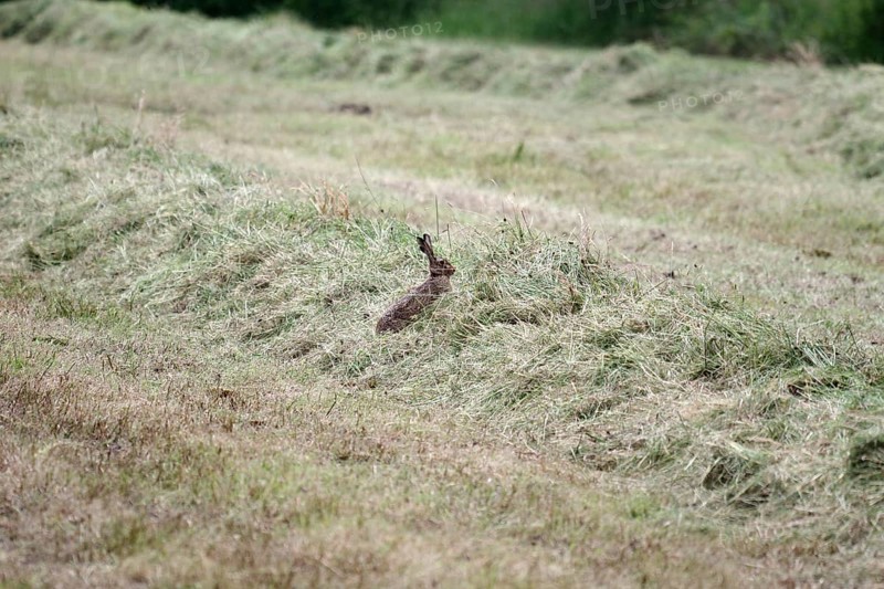 European hare (Lepus europaeus), hay, wild animal, An adult hare sits in a swath of hay in the field