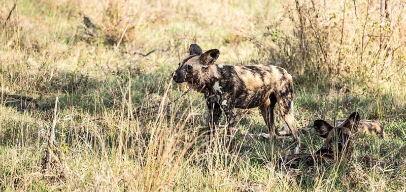 African Wild Dogs (Lycaon Pictus) in Kruger National Park, South Africa, Africa