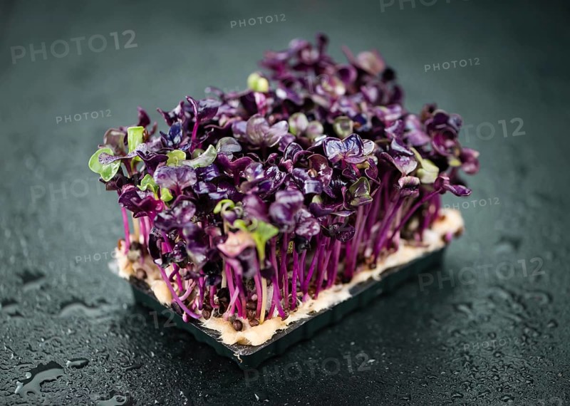 Some fresh Cress on a vintage slate slab (selective focus, close-up shot)
