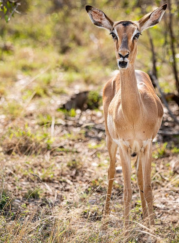 Female Impala (Aepyceros Melampus) portrait in Kruger National Park, South Africa, Africa