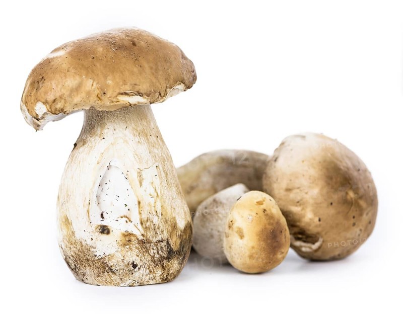 Fresh Porcinis (raw) isolated on white background (selective focus)