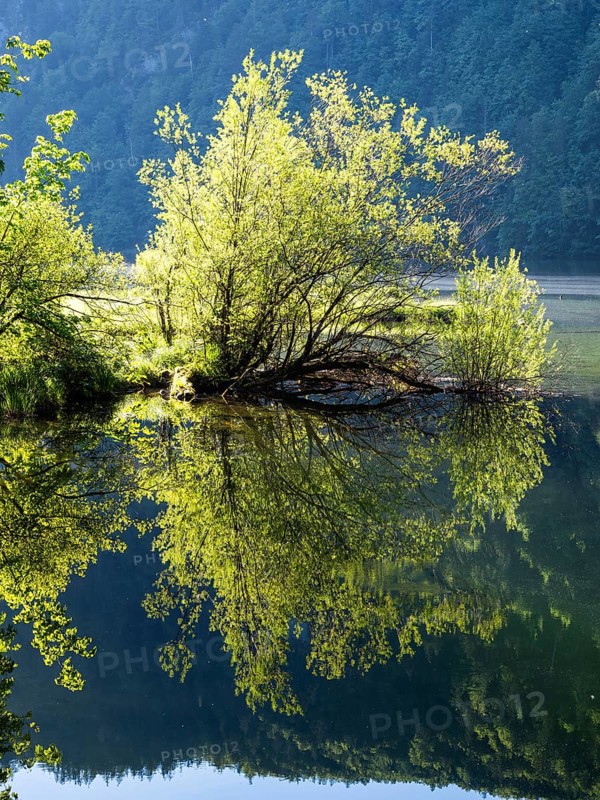Morning atmosphere, reflection, Toplitzsee, Salzkammergut, Styria, Austria, Europe