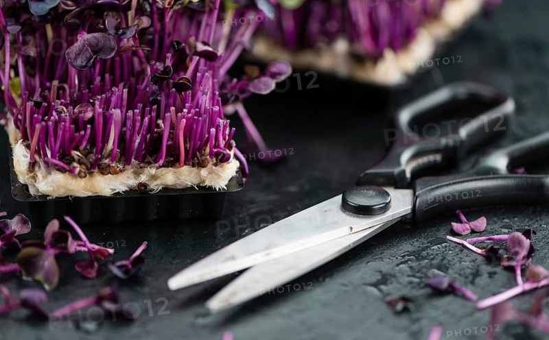 Portion of Cress as detailed close up shot on a slate slab (selective focus)