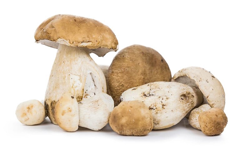 Porcinis (raw) isolated on white background (close-up shot, selective focus)