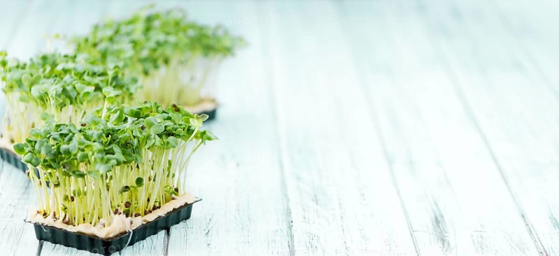 Portion of homemade Cress on wooden background (selective focus, close-up shot)