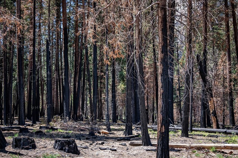 Burned Trees in Yosemite Valley, California, USA, North America
