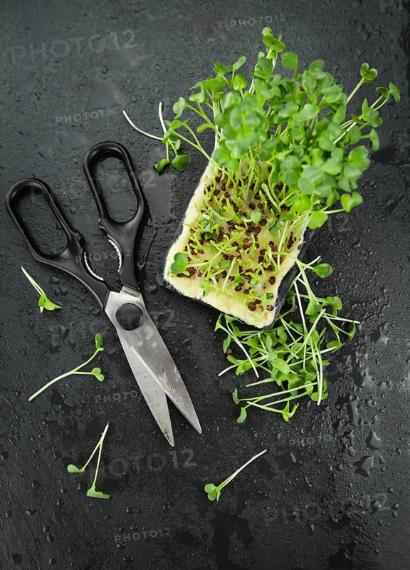 Portion of Fresh cutted Cress on a rustic slate slab (selective focus, close-up shot)