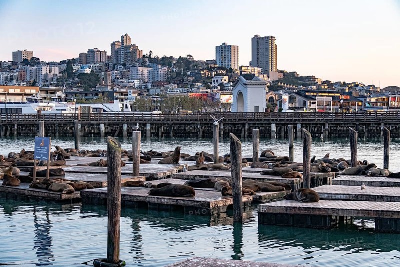 Seals as Pier 39, San Francisco, California, USA, North America