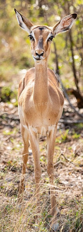Female Impala (Aepyceros Melampus) portrait in Kruger National Park, South Africa, Africa