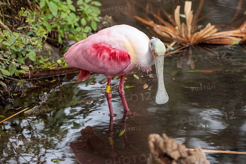 Roseate spoonbill (Platalea ajaja) at the St. Augustine Alligator Farm Zoological Park in Florida