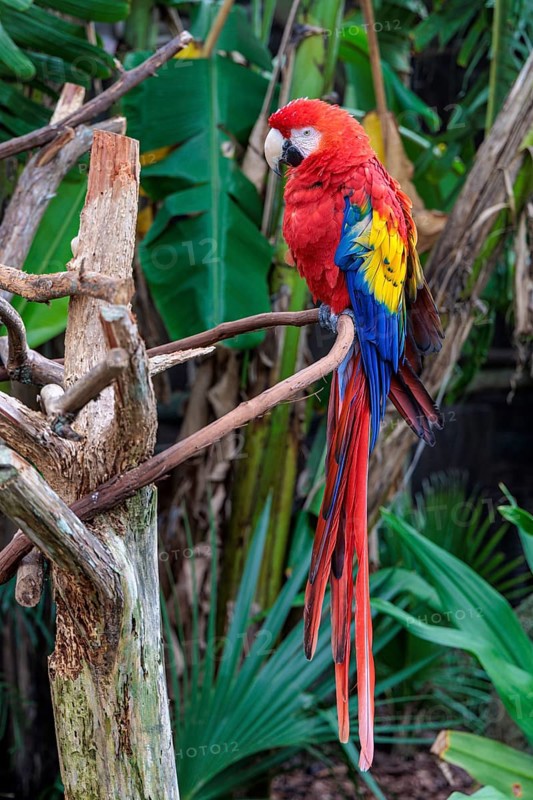 Scarlet Macaw (Ara Macao) on a perch at the St. Augustine Alligator Farm Zoological Park in Florida