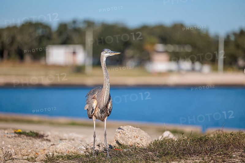 Great Blue Heron (Ardea herodias) on the bank of a canal in Biloxi, Mississippi