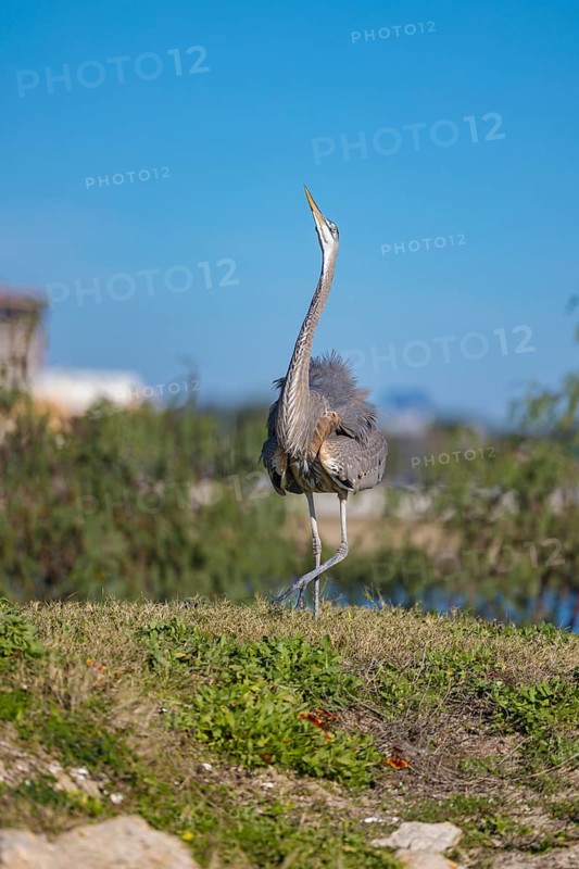 Great Blue Heron (Ardea herodias) with ruffled feathers doing a mating dance on the bank of a canal in Biloxi, Mississippi