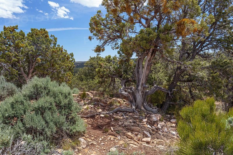 Gnarled tree growing from the rocky soil at the North Rim of the Grand Canyon in Northern Arizona, USA, North America