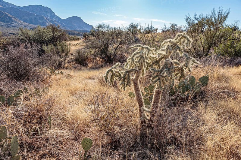 Cholla and prickly pear cacti in the Sonoran Desert at Catalina State Park near Tucson, Arizona, USA, North America