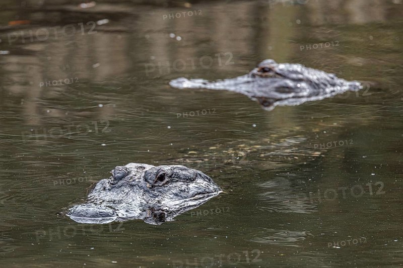 Heads of American Alligators (Alligator Mississippiensis) poke through the surface of the pond at the St. Augustine Alligator Farm Zoological Park in Florida